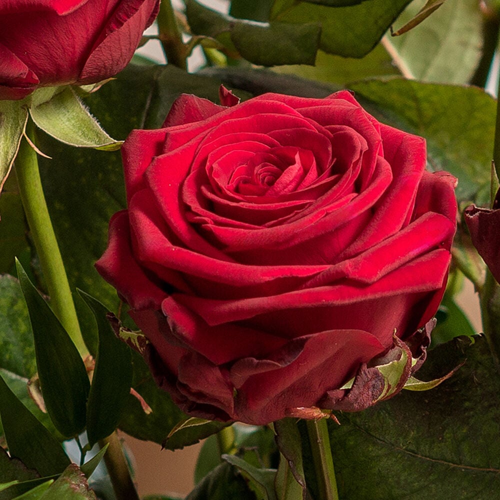 Luxe boeket met 50 Red Naomi rozen (inclusief vaas!)