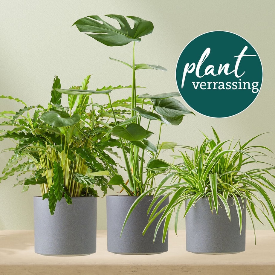 Groene kamerplanten in grijze potten, inclusief een Monstera en twee andere soorten, met de tekst ‘plant verrassing’ op de achtergrond.