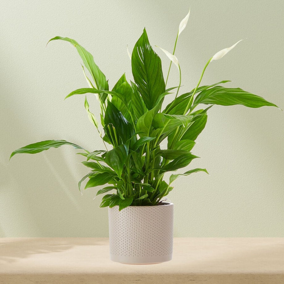 Lepelplant (Spathiphyllum) met witte bloemen en groene bladeren in een witte pot, tegen een lichte achtergrond.