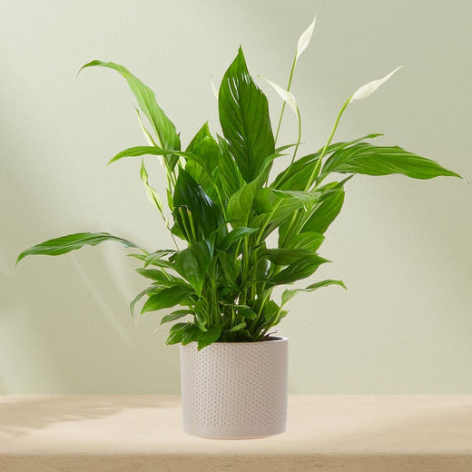 Lepelplant (Spathiphyllum) met witte bloemen en groene bladeren in een witte pot, tegen een lichte achtergrond.