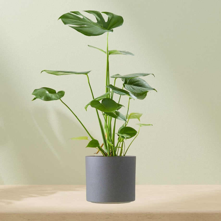 Monstera kamerplant in een grijze pot, met grote groene bladeren en een lichte achtergrond.