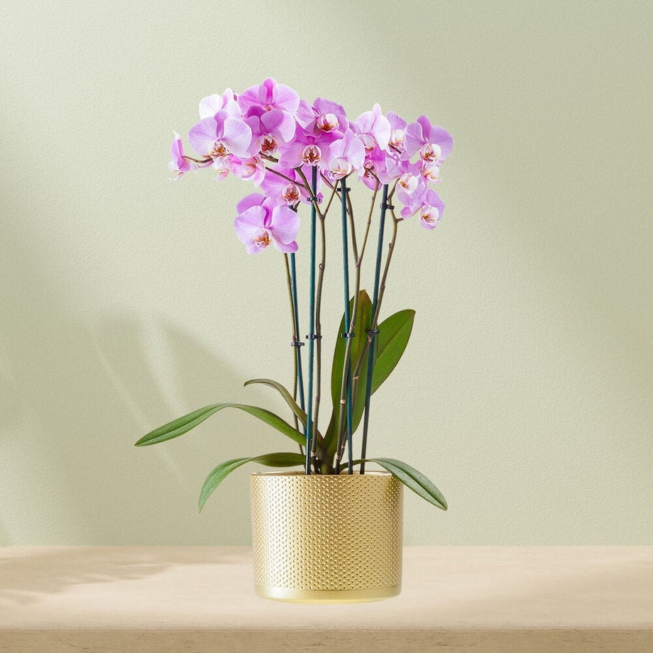 Paarse orchidee (Phalaenopsis) in een gouden pot, met meerdere bloemen en een lichte achtergrond.