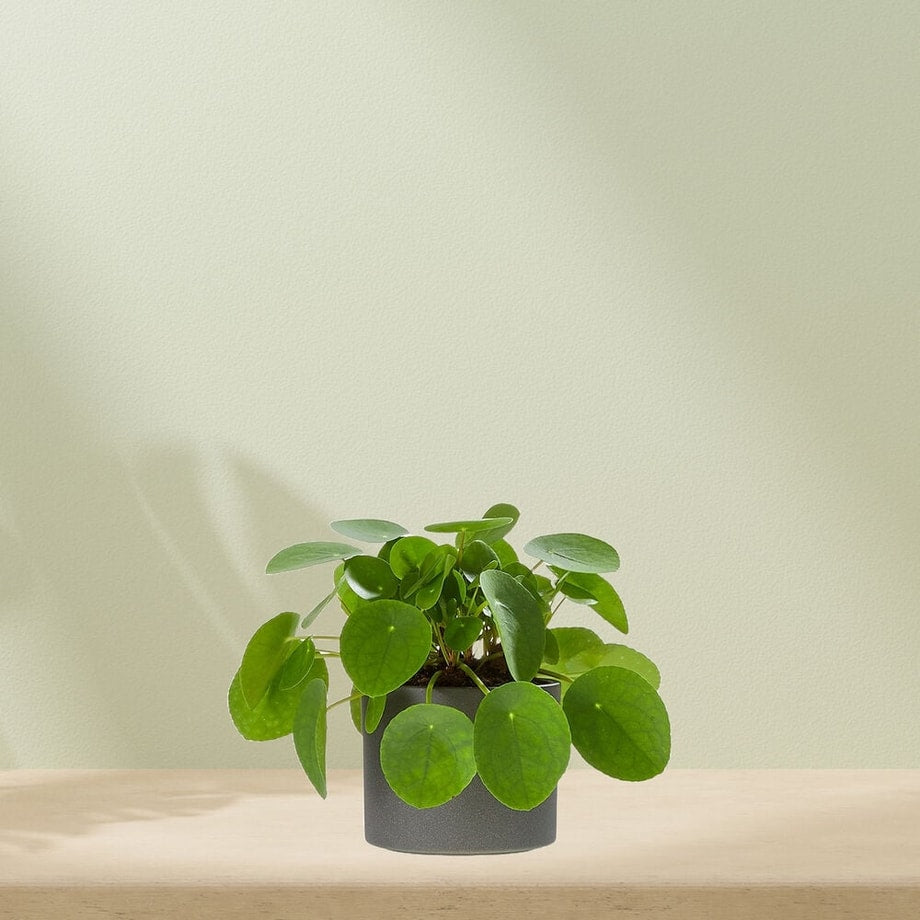 Pannenkoekenplant (Pilea peperomioides) met ronde, groene bladeren in een grijze pot, tegen een lichte achtergrond.