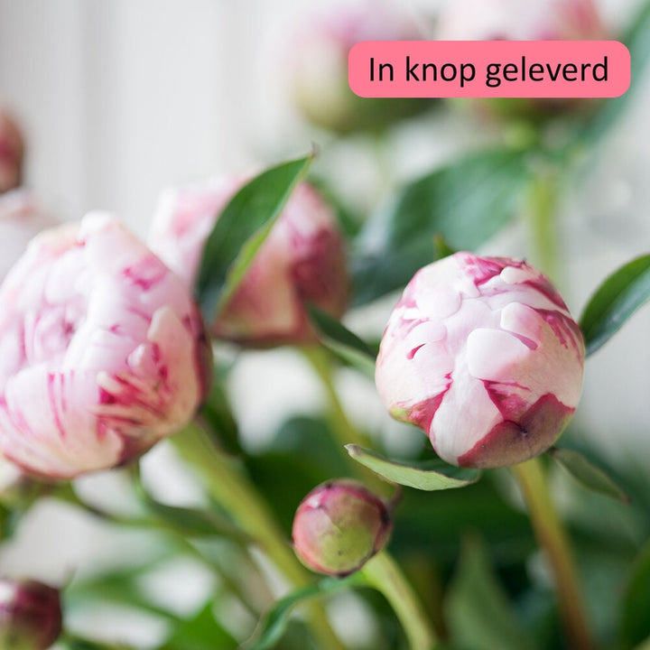 Pioenpassie boeket