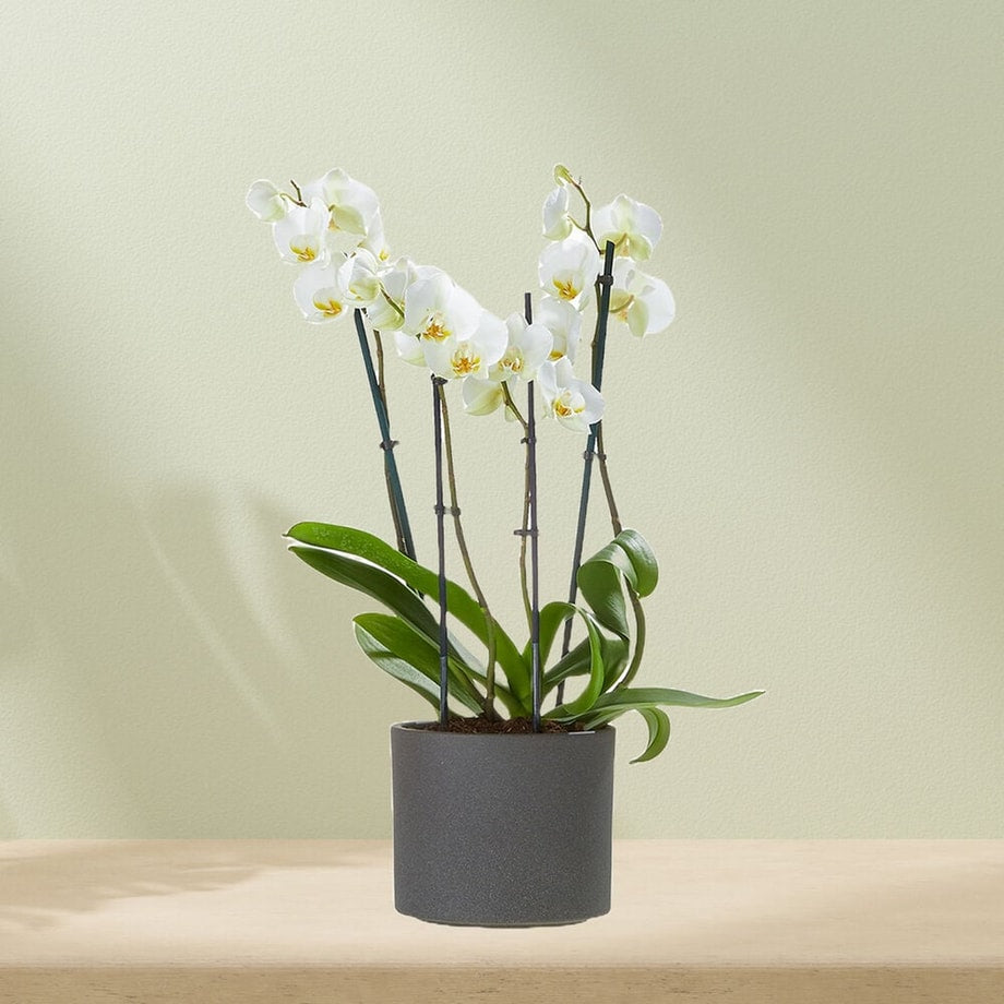 Witte orchidee (Phalaenopsis) in een grijze pot, met meerdere bloemen en een lichte achtergrond.