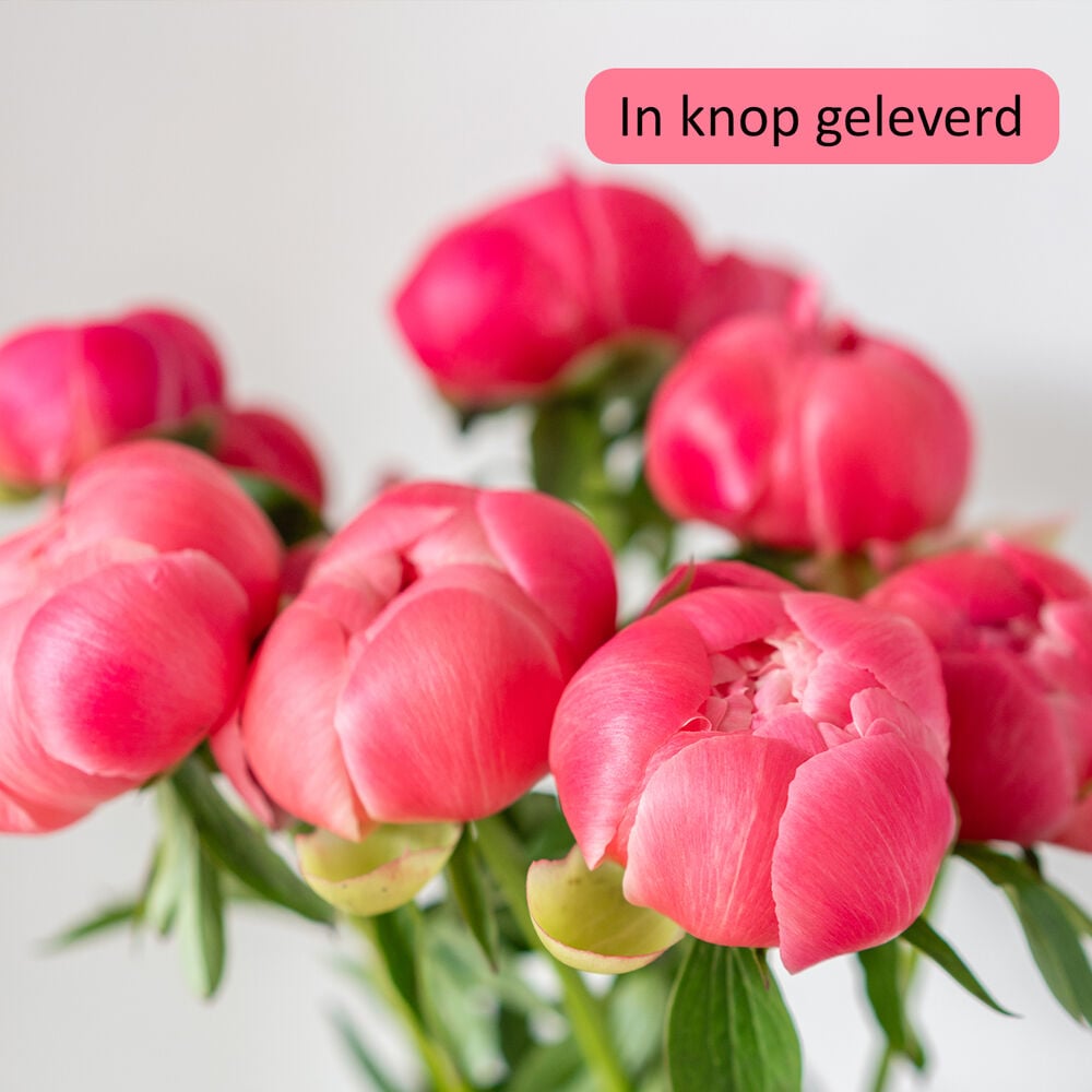 Mooie pioenen boeket